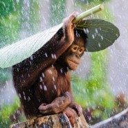 Фото: darwinmuseum.ru