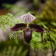 Выставка «Планета орхидей» фотографии