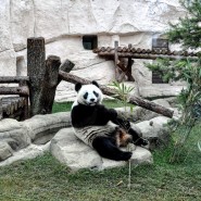 День панды в Московском зоопарке 2022 фотографии