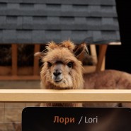 Бесплатный вход для детей в «Альпака Парк» на весенние каникулы 2026 фотографии