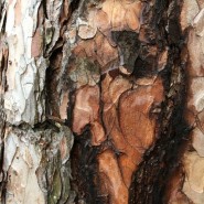 Выставка «You are never alone in the forest – Ты не один в лесу» фотографии