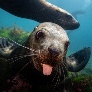 Фото: darwinmuseum.ru