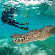 Фестиваль подводной фотографии «Дикий подводный мир» 2020 фотографии