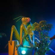 Выставка «Маленькие люди в большом мире насекомых» фотографии
