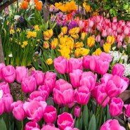 Фото: hortus.msu.ru