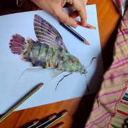 Фото: darwinmuseum.ru