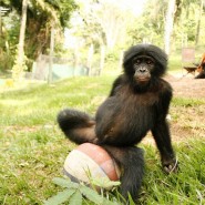 Выставка «Бонобо» фотографии