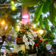 Фестиваль орхидей «Тропическая зима» 2022-2023 фотографии