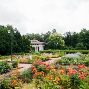 Открытие большого розария в парке «Сокольники» 2020 фотографии