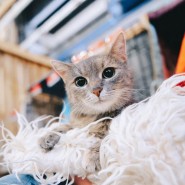 Фото: wooffest.ru