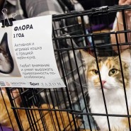 Фото: fund4dogs.ru