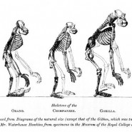 Фото: darwinmuseum.ru