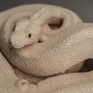 Фото: darwinmuseum.ru