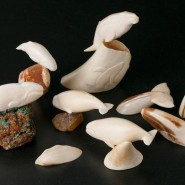 Фото: darwinmuseum.ru