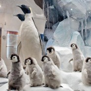 День пингвина в Дарвиновском музее 2020 фотографии