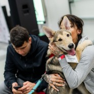 Благотворительный фестиваль «Собаки, которые любят» 2019 фотографии