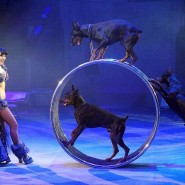 Цирковое представление «По щучьему велению» фотографии