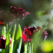 Фото: tsaritsyno-museum.ru