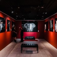 Выставка портретов диких животных «Affinity» фотографии
