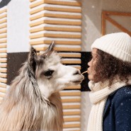 Новый год 2026 в Альпака Парке Сокольники фотографии