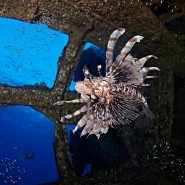 Фестиваль подводной фотографии «Дикий подводный мир» 2019 фотографии