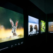 Международный фестиваль дикой природы «Золотая черепаха» 2022 фотографии