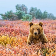 Выставка «Первозданная Россия. Избранное. Часть вторая» фотографии