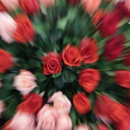 Выставка «Цветы/Flowers-IPM» фотографии