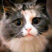 Выставка кошек «РосКошная осень» фотографии