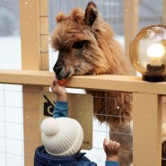 23 февраля в Альпака Парке Сокольники 2026 фотографии