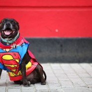 Фестиваль «Мой пес – супергерой!» 2020 фотографии