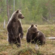 Выставка «Дикая природа России» 2019/2020 фотографии