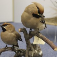 День орнитолога в Биологическом музее 2022 фотографии