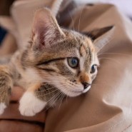 Фото: kotodetki.ru