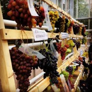 Выставка винограда в «Аптекарском огороде» 2017 фотографии