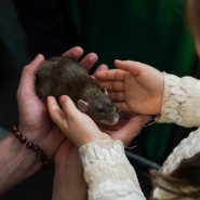 Фото: pets.rayfund.ru