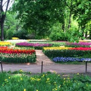 XV Весенний фестиваль цветов в «Аптекарском огороде» фотографии