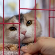 Фото: cats.rayfund.ru
