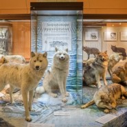 Всемирный день животных в Дарвиновском музее 2021 фотографии