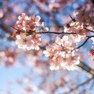 Праздник цветения сакуры в Бирюлевском дендропарке 2021 фотографии