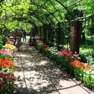 XV Весенний фестиваль цветов в «Аптекарском огороде» фотографии