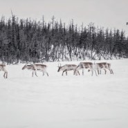 Выставка «Притяжение Арктики» фотографии