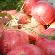 «Яблочный спас» на ВДНХ фотографии