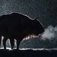 Международный фестиваль дикой природы ЗОЛОТАЯ ЧЕРЕПАХА 2024 фотографии