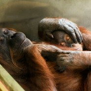 Фото: darwinmuseum.ru