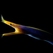 Фото: darwinmuseum.ru