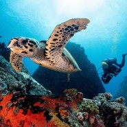 Фестиваль подводной фотографии «Дикий подводный мир» 2020 фотографии