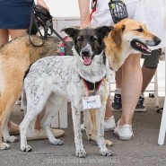 Фестиваль «Собаки, которые любят» 2022 фотографии