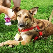 Фото: fund4dogs.ru