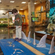 Фото: darwinmuseum.ru